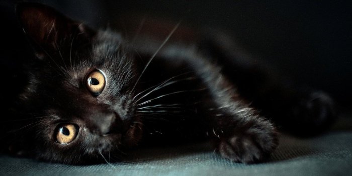 1920x1080 Cute Black Cat Wallpaper 2018 Screensavers - Litle Pups
