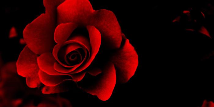 2560x1600 Red Rose Wallpapers #6963555