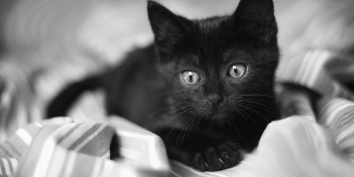 2560x1600 Black Cat wallpaper 9