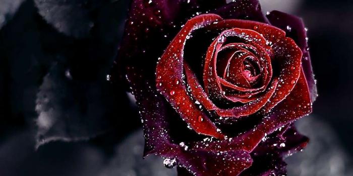 1920x1080 Black and Red Rose Wallpapers - Top Free Black and Red Rose