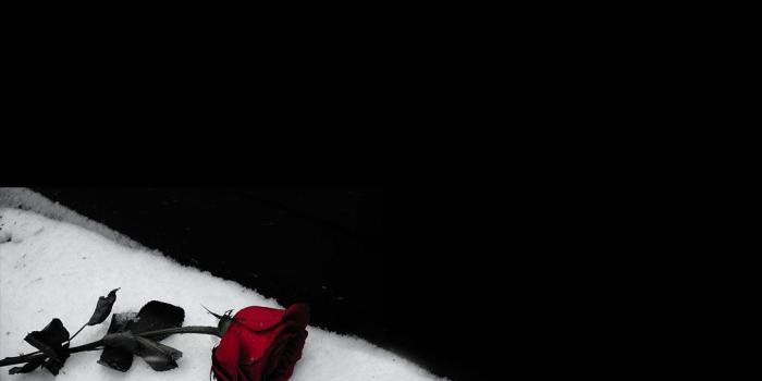 1024x768 Wallpaper black rose Gallery