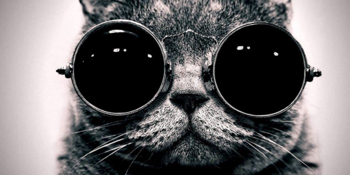 1203x902 Cute Black Cat Wallpaper Hd | Wallpapers Images