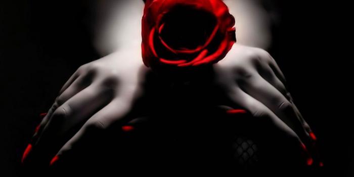 1680x1050 Black And Red Rose Wallpapers Wallpapers HD Wide Desktop Background