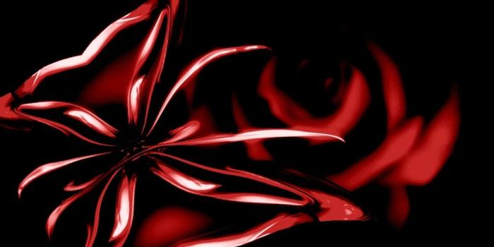 1024x768 47+] Red and Black Rose Wallpapers on WallpaperSafari