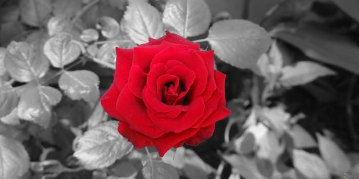 1920x1080 love, Black And Red, Rose, Blossoms, Flowers, Selective Coloring 4K