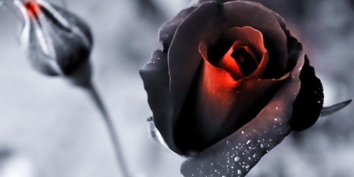 5120x3200 Download Backgrounds for Black Red Rose 4K Ultra HD