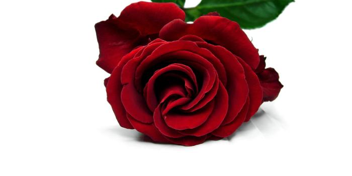 2848x2136 Red Rose Wallpapers, Pictures, Images