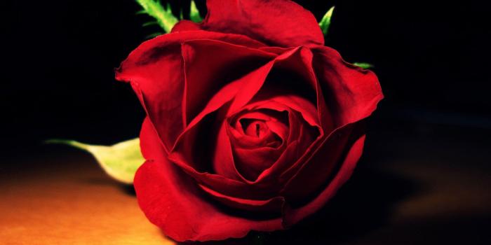 1920x1080 Black and Red Rose Wallpapers - Wallpapers Browse
