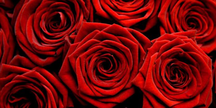 1024x768 Red And Black Rose Wallpapers 22 Wide Wallpaper - Hdblackwallpaper.com