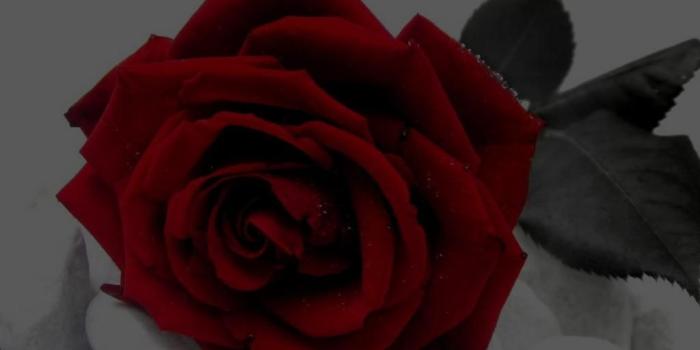 1024x768 Black And Red Rose Wallpaper - (48+ pictures)