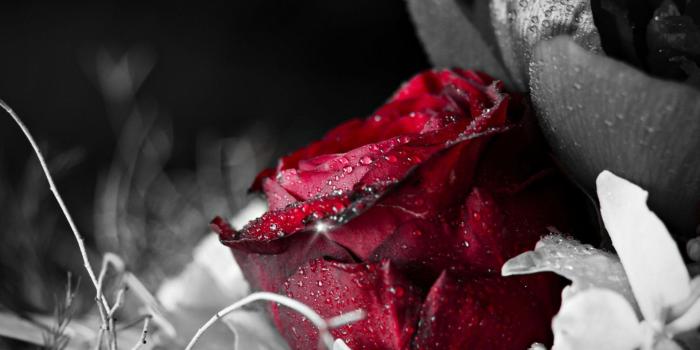 1920x1263 Dark Red Rose Wallpaper (44+), Find HD Wallpapers For Free