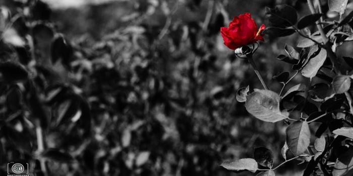 2560x1440 Red Rose ❤ 4K HD Desktop Wallpaper for 4K Ultra HD TV • Wide