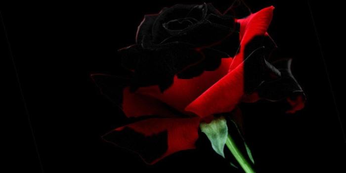 1024x768 Red and black rose wallpaper Gallery