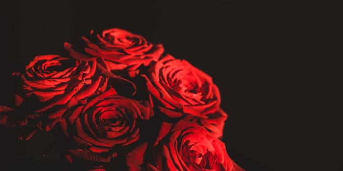 1080x1920 Garden Roses, Red, Flower Bouquet, Black, Flower Wallpaper for