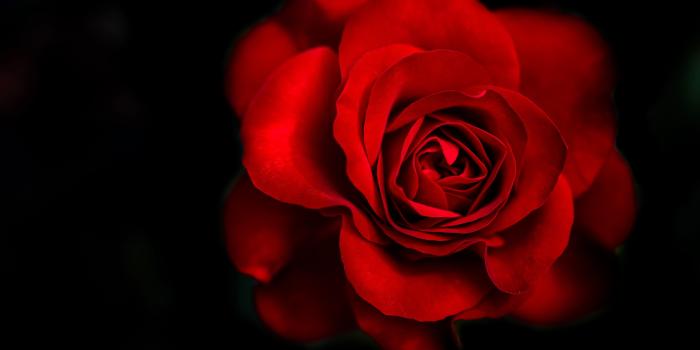 5760x3240 Black And Red Rose Wallpaper Group Pictures(48+)