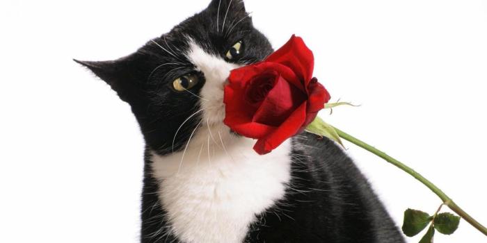 2560x1600 Black and white cat sniffing a red rose wallpapers | Freshwallpapers