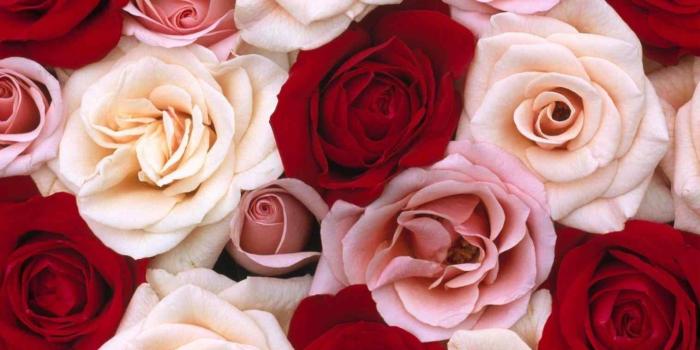 1517x948 Roses Wallpaper Images Black Red Roses Background Tumblr Roses