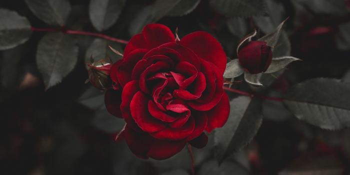 2780x2780 Download wallpaper 2780x2780 rose, red, flower, bud ipad air, ipad
