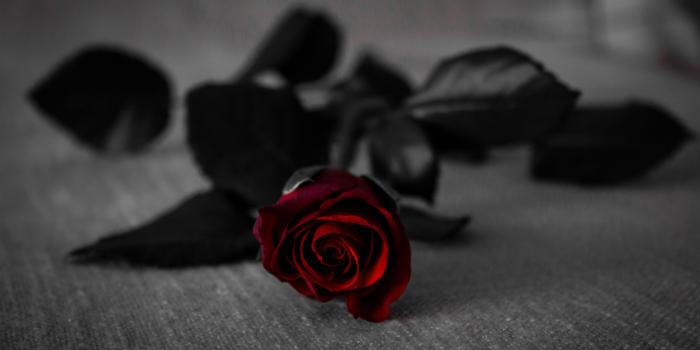 5183x3201 selective photo of red rose free image | Peakpx