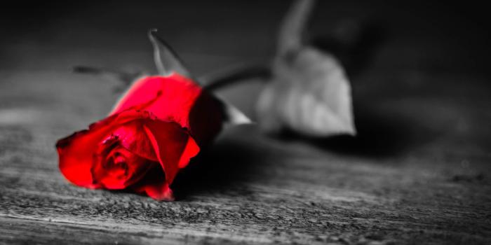 1920x1200 Red Rose Wallpaper Image Wallpaper | WallpaperLepi