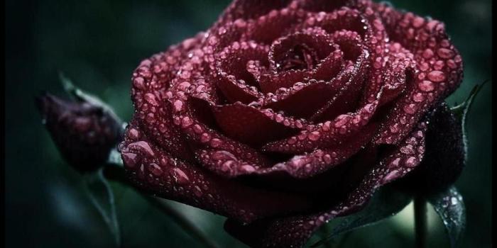 1280x800 Gorgeous Roses: The Meaning of Rose Colors [35 PICS]