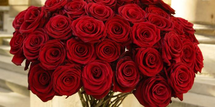 1920x1080 Black And Red Rose Wallpaper (94+ images in Collection) Page 3