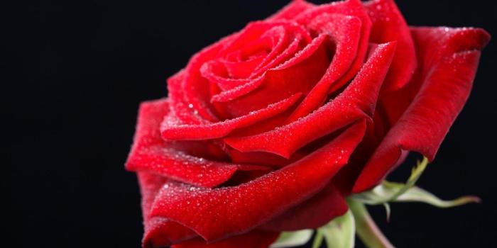 1600x1000 26913 red rose wallpapers