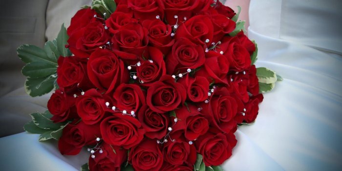 1600x1067 the most beautiful red roses in the world - Google Search | Max's