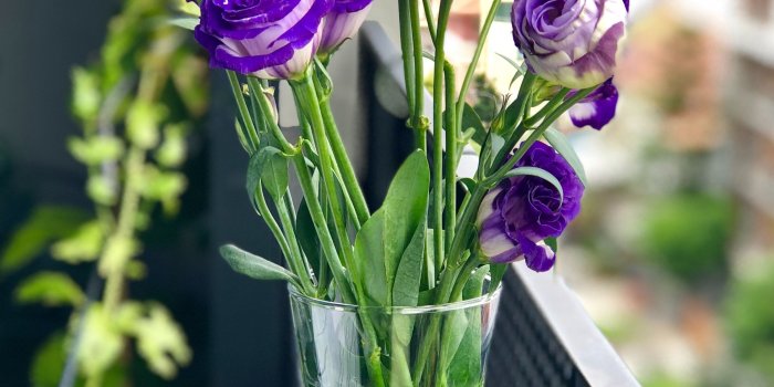 2614x3838 Close-Up Photography Flowers in a Vase · Free Stock Photo