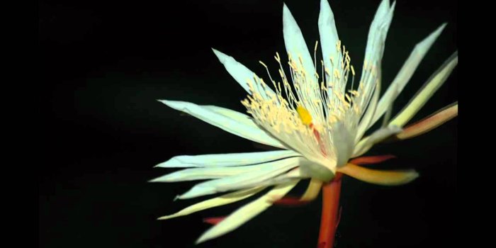 1280x720 7 Most Expensive Flowers in the World | Pollen Nation