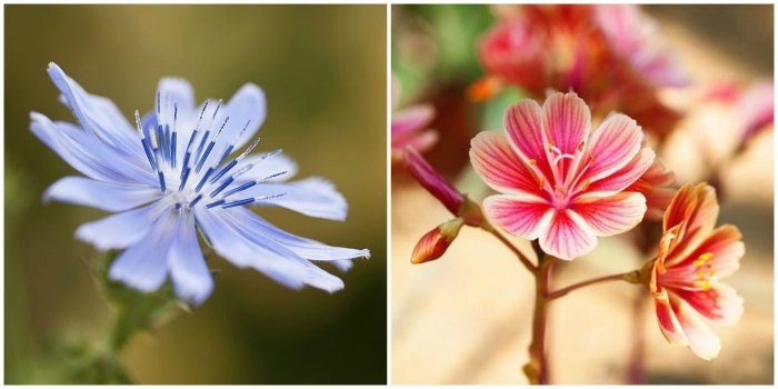 2400x1200 20 Beautiful Flower Images - Pictures of Pretty Flowers