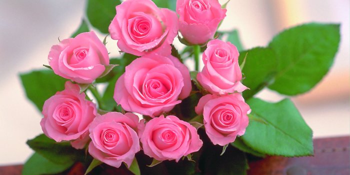 3072x2048 63+ Beautiful Flowers Wallpapers on WallpaperPlay