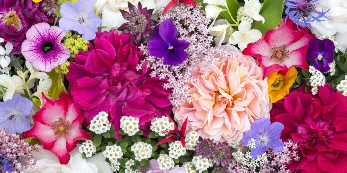 2119x1415 The Most Beautiful Flowers You Can Plant in Your Garden