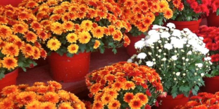 704x1124 Must-Read Article On The Most Beautiful Flowers In The World