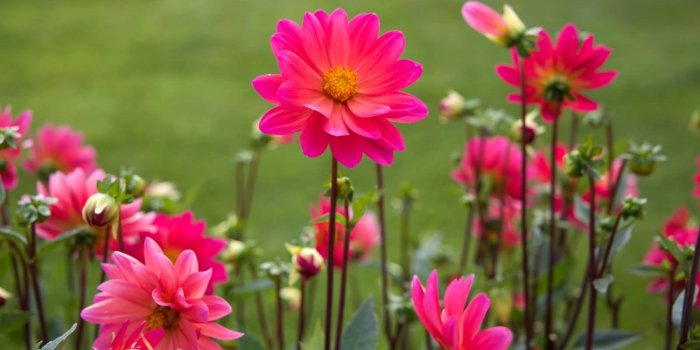 1600x1066 50 Most Beautiful Flower Pictures And Photos