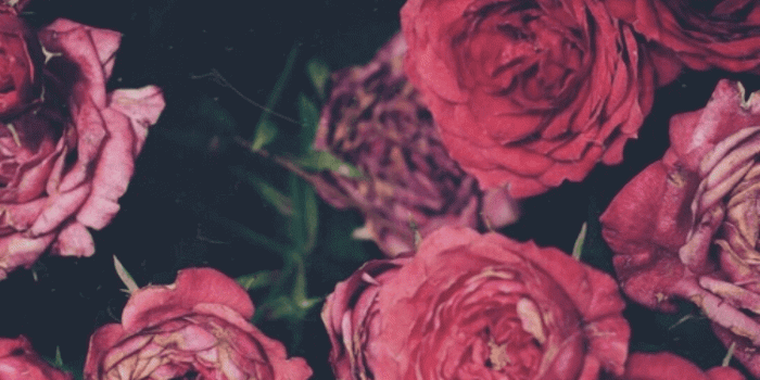 750x1334 TCPL Pliego on iphonie/fb wallpapers/covers | Beautiful