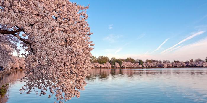 3840x2160 Washington DC Cherry Blossom Wallpapers - Top Free Washington DC