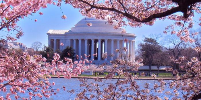 1600x1200 Washington DC Cherry Blossom Wallpapers - Top Free Washington DC