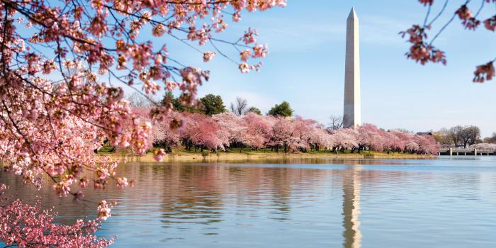 5509x3632 Washington DC Cherry Blossom Wallpapers - Top Free Washington DC