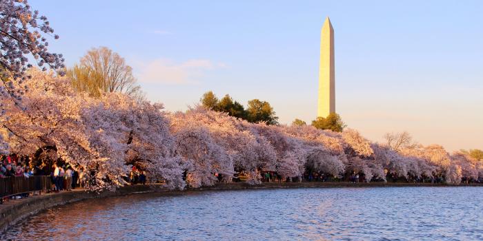 5048x3454 46+] Washington DC Cherry Blossom Wallpaper on WallpaperSafari