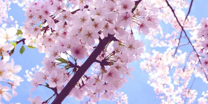 2592x1944 Beautiful Pink Cherry Blossom Wallpaper - Colors Wallpaper (34590437