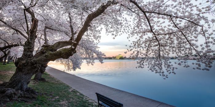 2880x1800 Washington DC Cherry Blossoms by Andy Feliciotti | dsktps