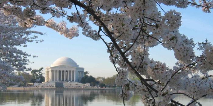 2272x1704 Free download Cherry blossoms [2272x1704] for your Desktop, Mobile