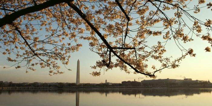 1900x1425 Cherry Blossoms Photos, Cherry Trees Wallpaper, Download, Photos