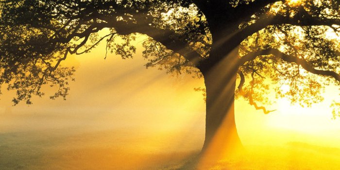 1920x1200 65+ Rays of Sunshine Wallpapers - Download at WallpaperBro