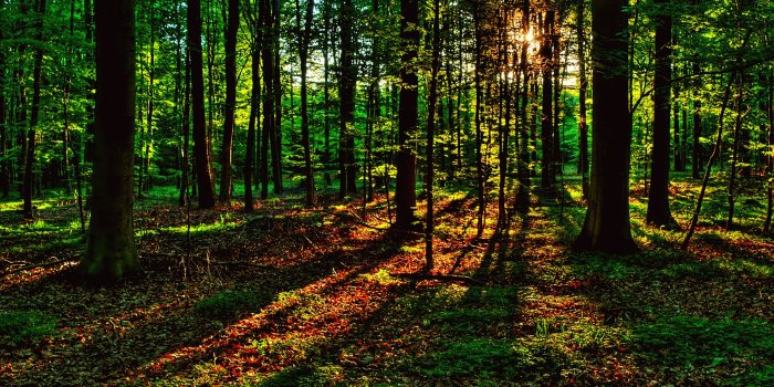 1920x1440 Last Rays of Sunshine wallpapers | Last Rays of Sunshine stock photos