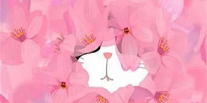 1082x1920 Cute Pink Wallpapers Mobile
