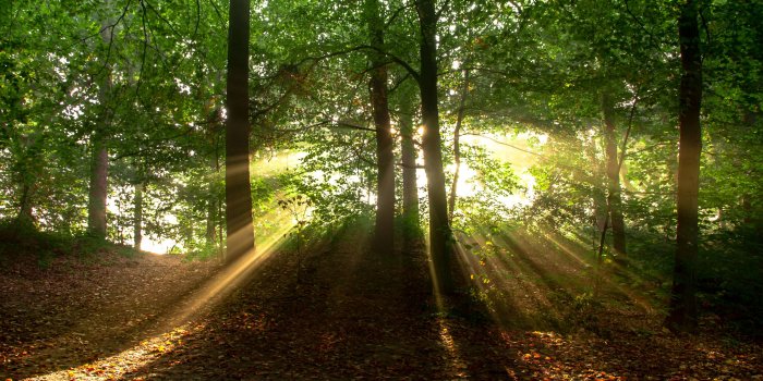 3840x2430 3006320 forest, landscape, leafs, nature, rays of sunshine, sunbeams