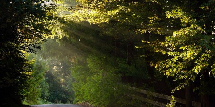 1332x850 Wallpaper road, autumn, the way, foliage, the fence, the sun's rays