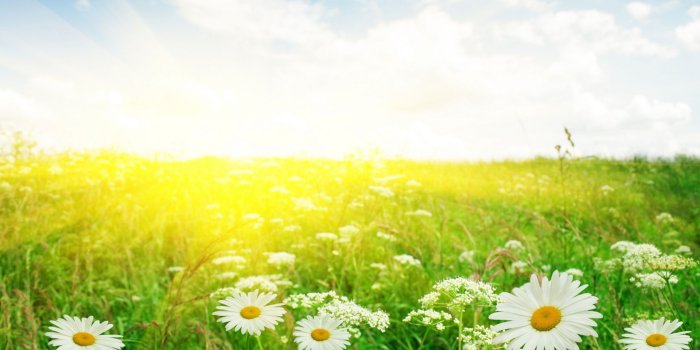 1920x1080 Sunshine Rays And Flowers HD Wallpaper, Background Images